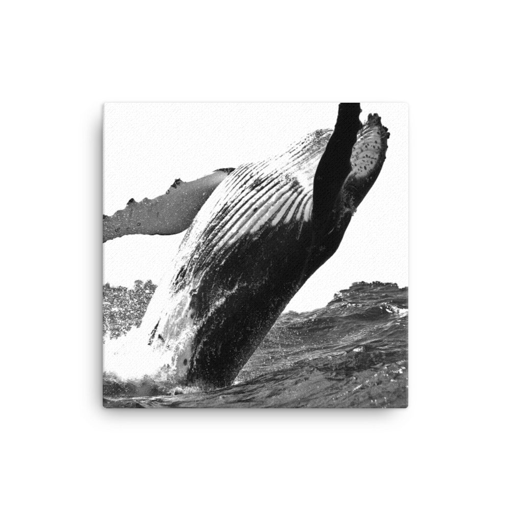 Black and white image of a humpback whale rising out of the water on a white canvas.  