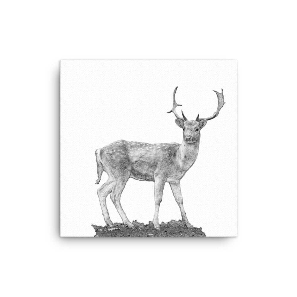 Fallow Deer - Black & White - Canvas