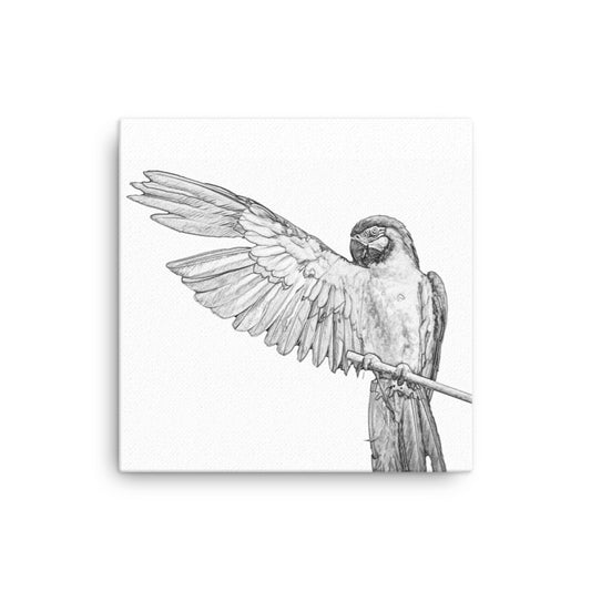 Black and white image of a macaw on a white canvas.  