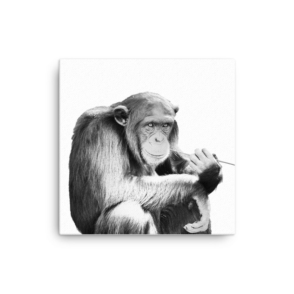 Chimpanzee - Black & White - Canvas