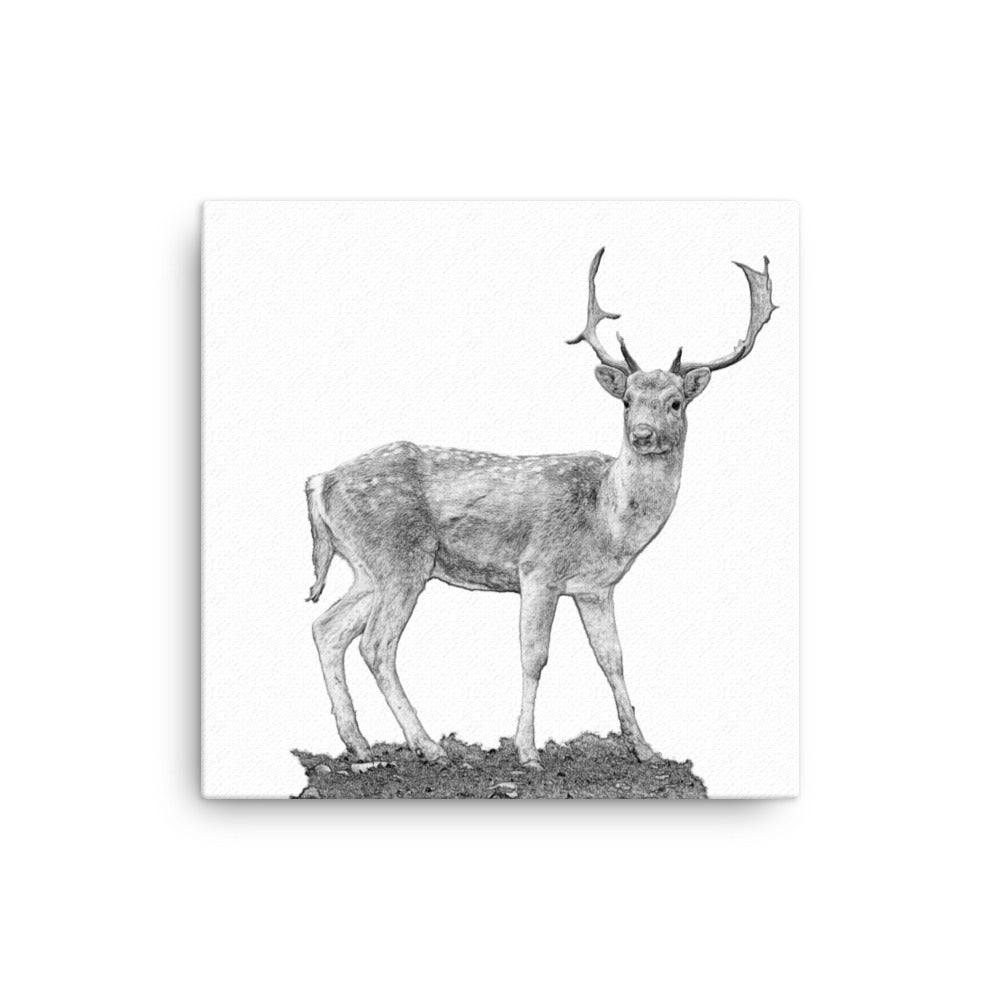 Fallow Deer - Black & White - Canvas