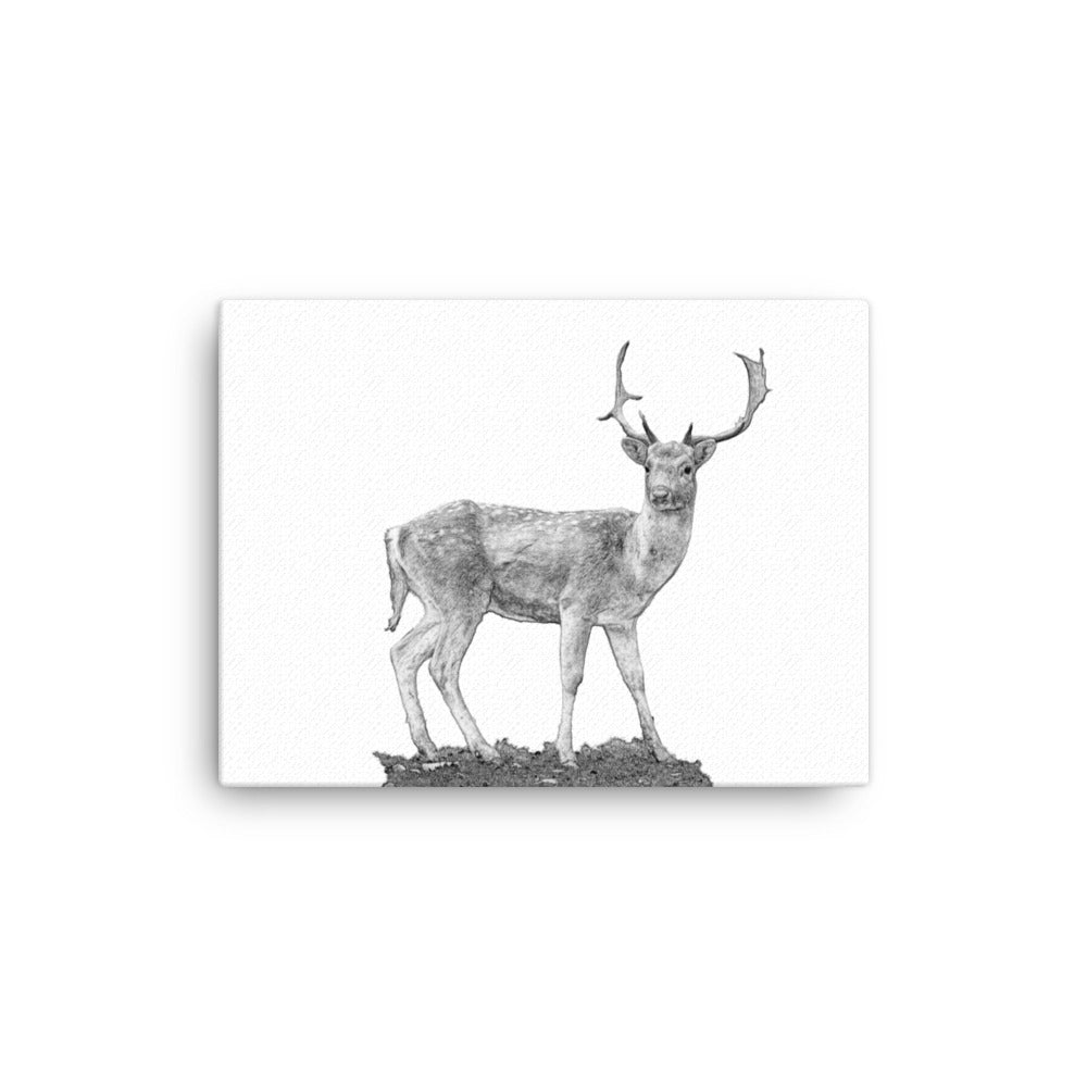 Fallow Deer - Black & White - Canvas