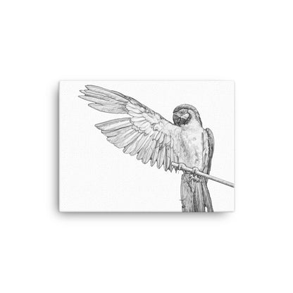 Macaw - Black & White - Canvas