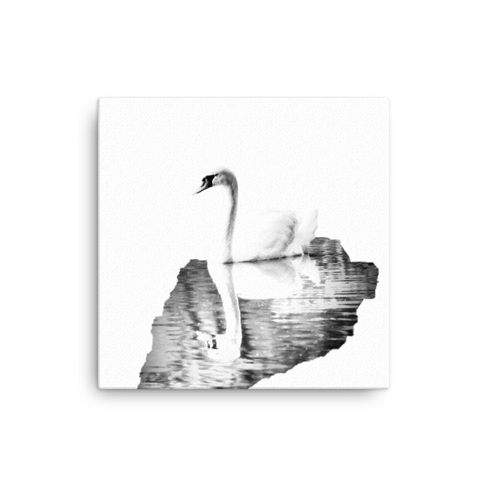 Swan - Black & White - Canvas