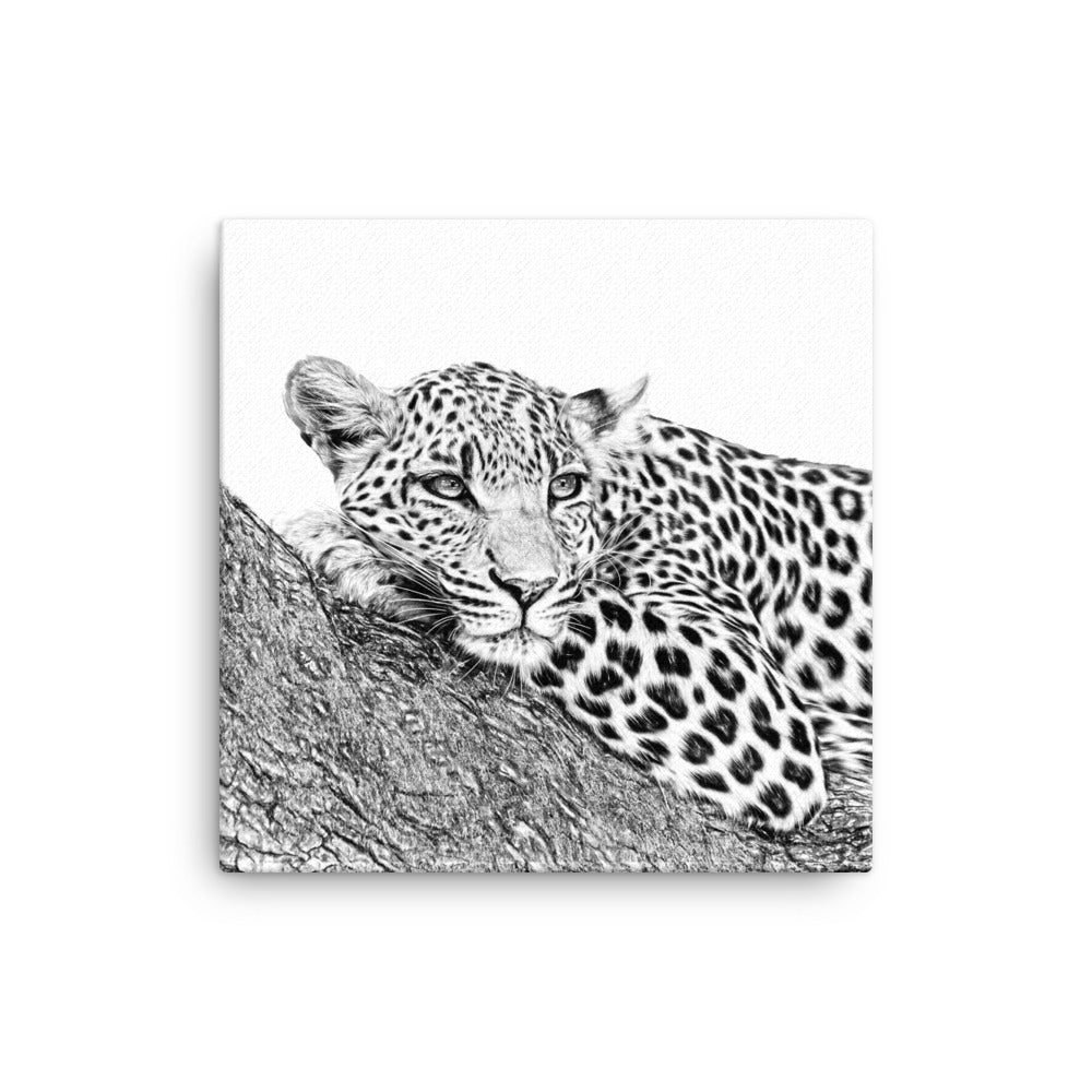Black and white image of a leopard laying on a limb in a tree on a white canvas.  
