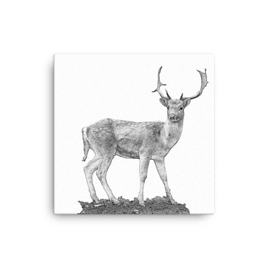 Black and white image of a fallow deer on a white canvas.  