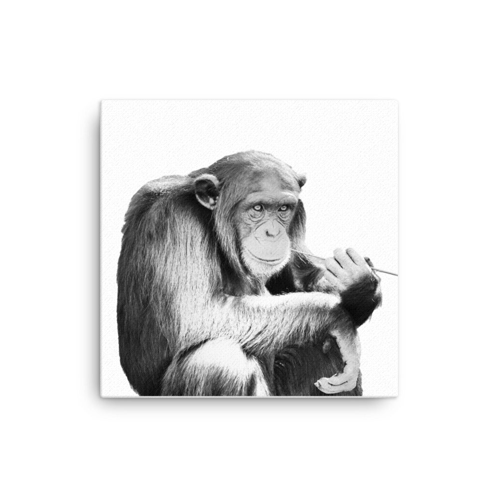 Chimpanzee - Black & White - Canvas