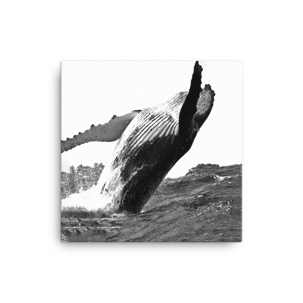 Humpback Whale - Black & White - Canvas