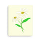 Daisy Day - Paris Daisy - Canvas