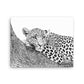 Leopard - Black & White - Canvas