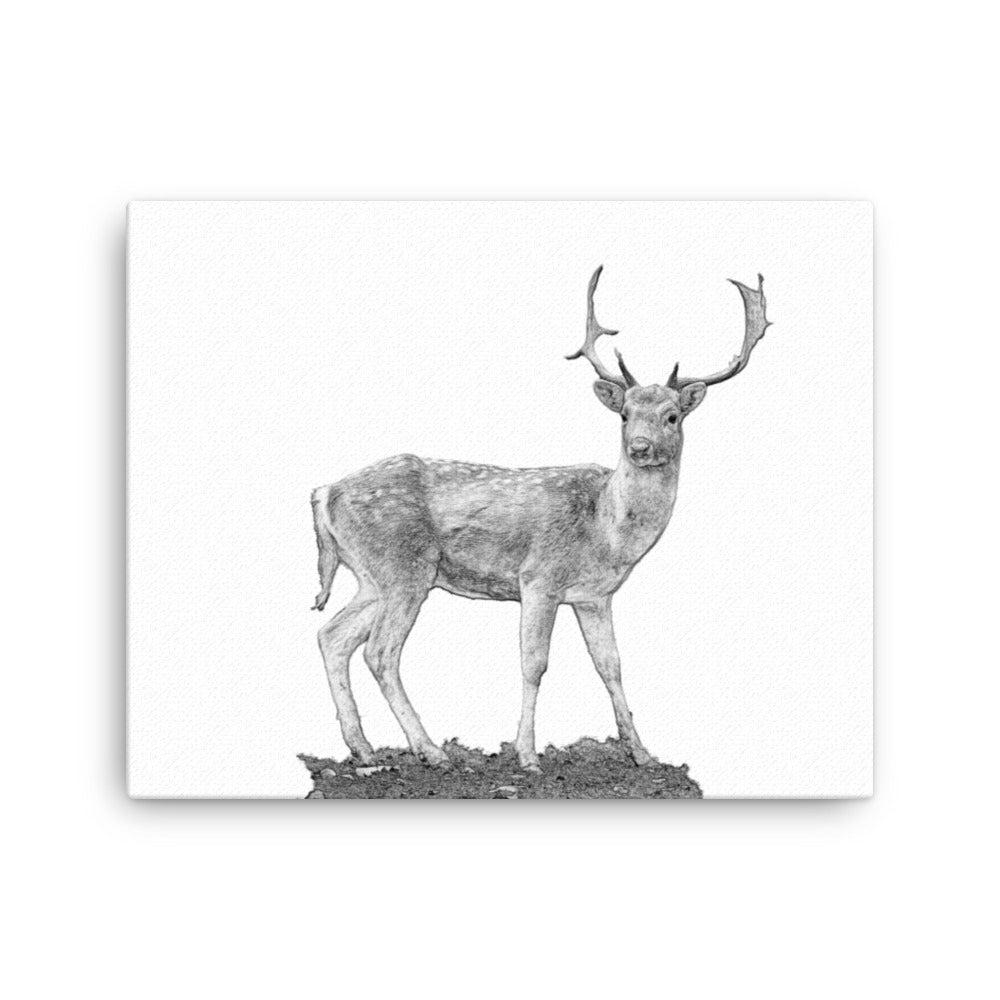 Fallow Deer - Black & White - Canvas