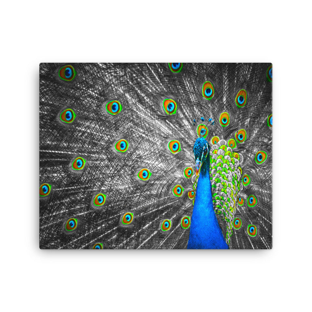 Pop of Peacock Blue - Canvas