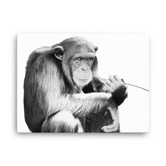 Chimpanzee - Black & White - Canvas