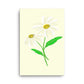 Daisy Day - Paris Daisy - Canvas