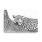 Leopard - Black & White - Canvas