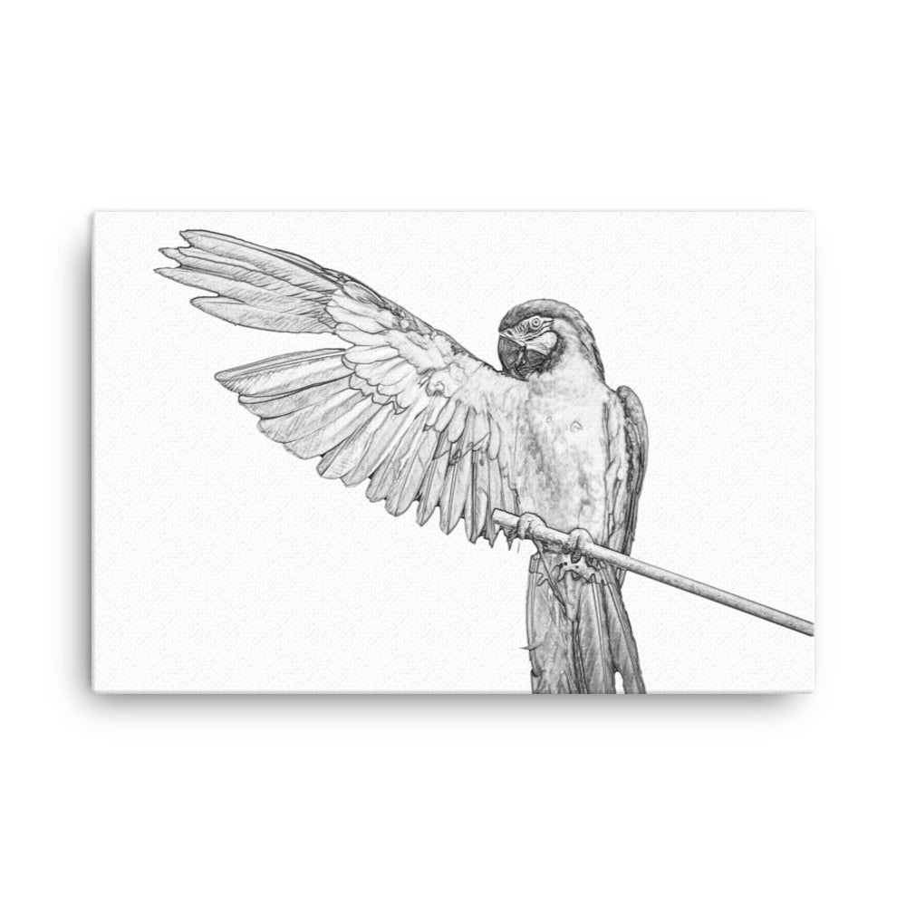 Macaw - Black & White - Canvas