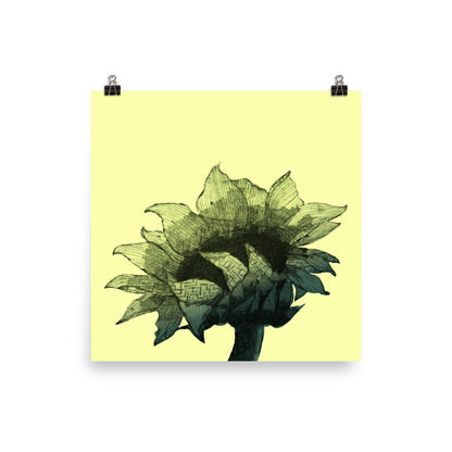 Sunflower - Parchment - Art Print