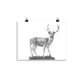 Fallow Deer - Black & White - Art Print