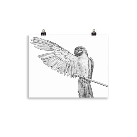 Black and white image of a macaw on a white poster.  