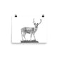 Fallow Deer - Black & White - Art Print