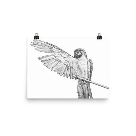 Macaw - Black & White - Art Print