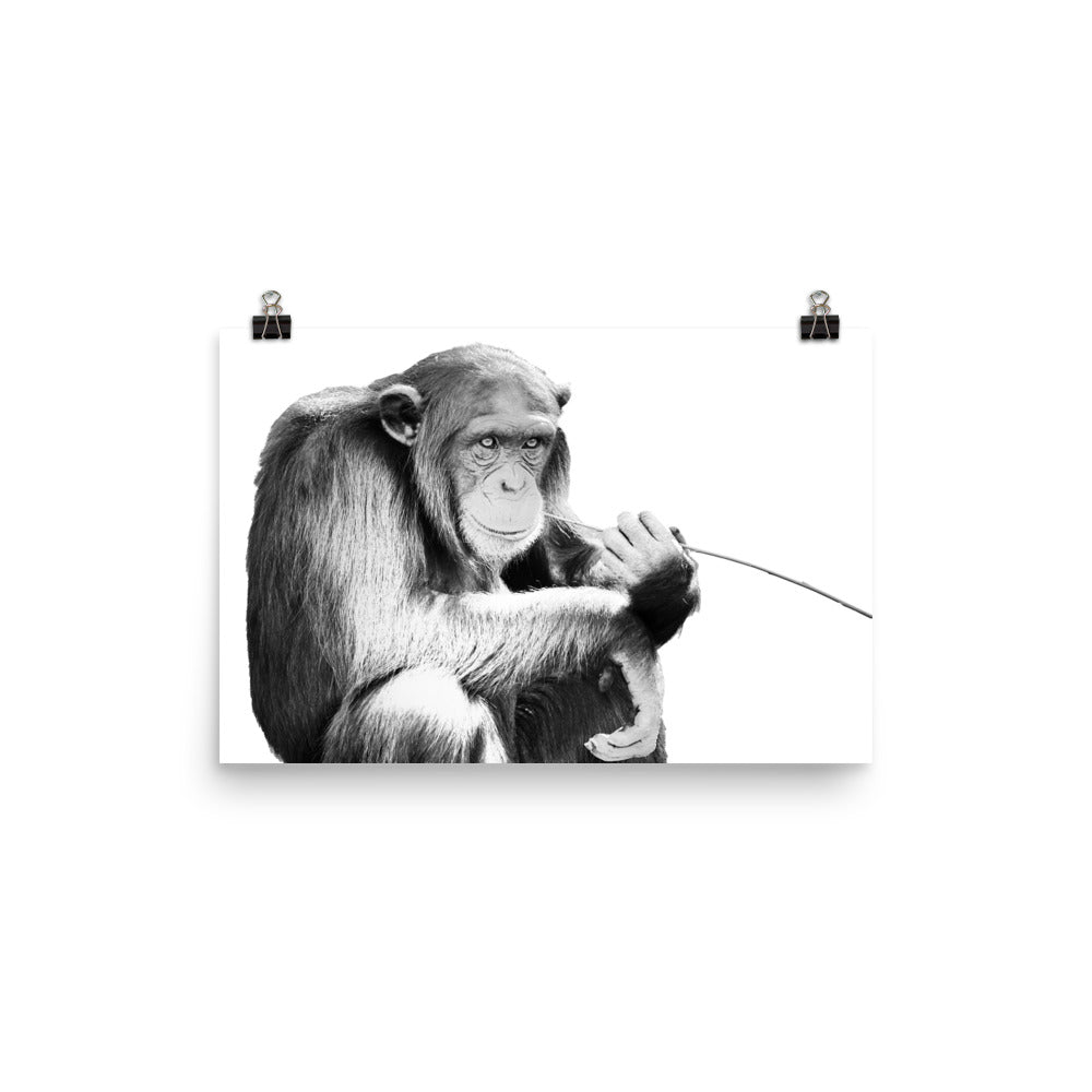 Black and white image of a chimpanzee  on a white poster.  