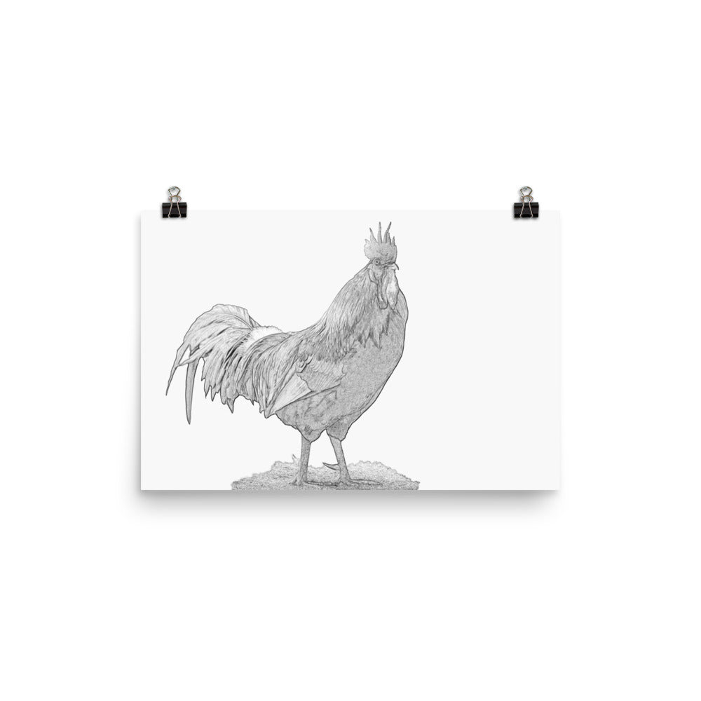 Black and white image of a rooster on a white poster.  