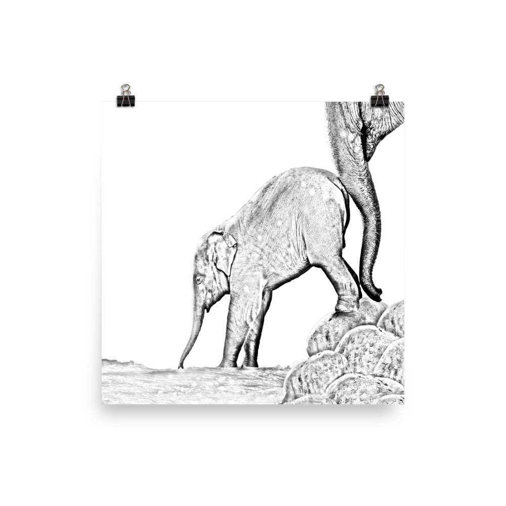 Elephant - Black & White - Art Print