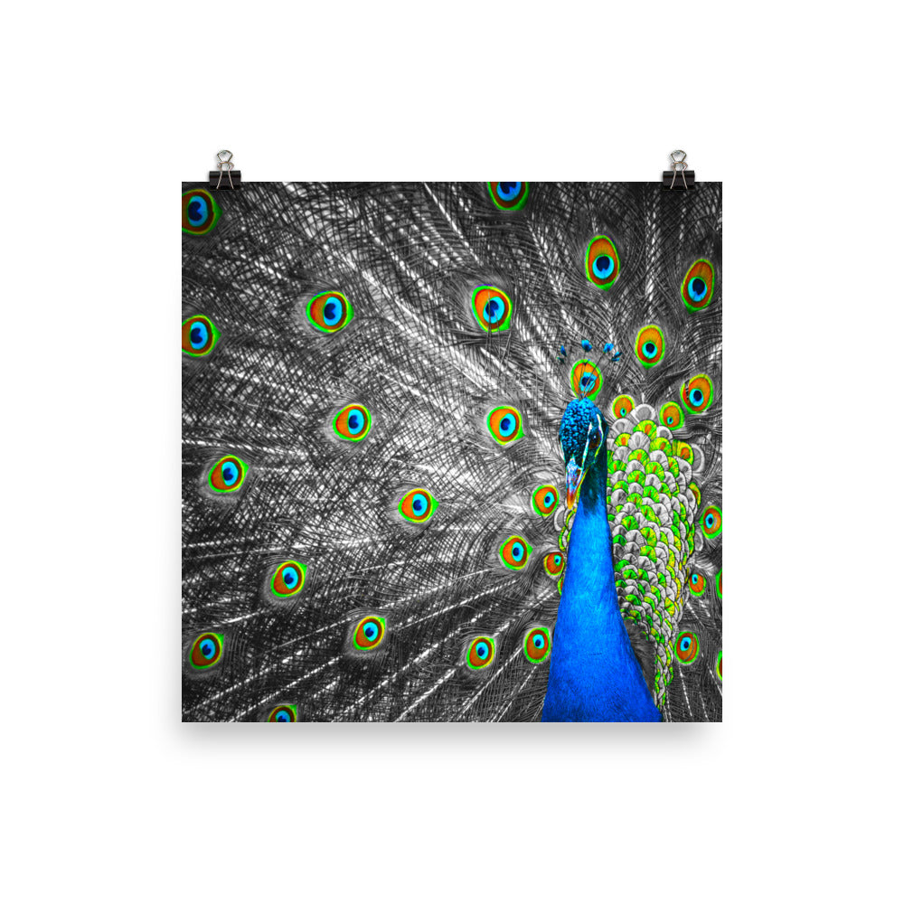 Pop of Peacock Blue - Art Print
