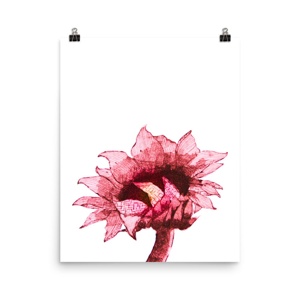 Sunflower - Crimson - Art Print