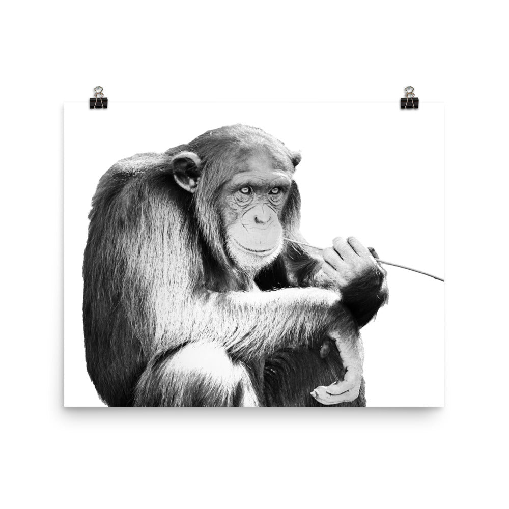 Chimpanzee - Black & White - Art Print
