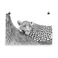 Leopard - Black & White - Art Print