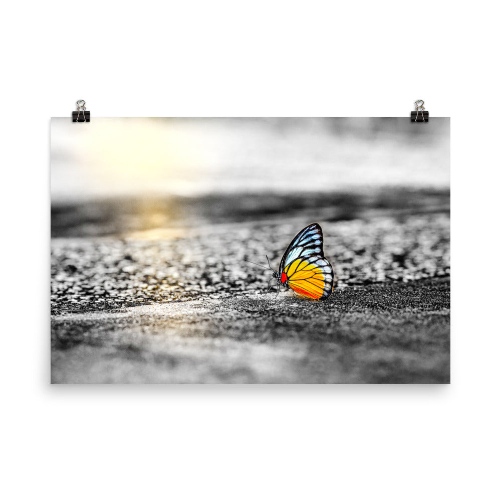 An orange gull butterfly in color along a black and white photo image with slight gold of sunrise on a poster.