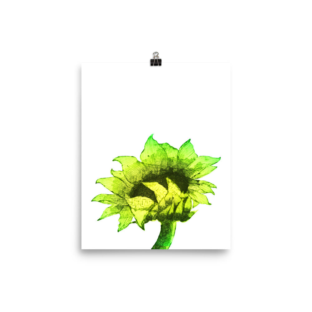 Large sunflower in bright yellow on a white poster.  
