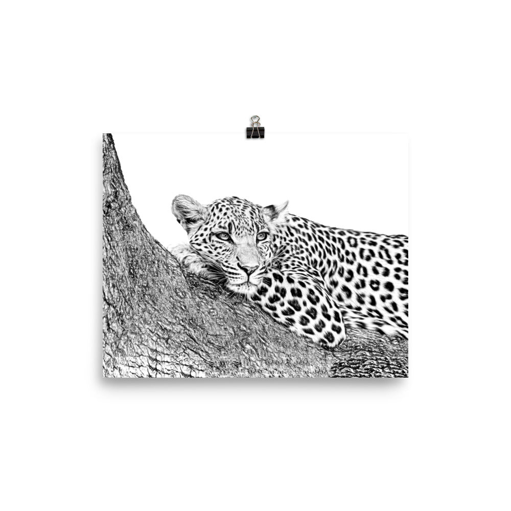 Black and white image of a leopard laying on a limb in a tree on a white poster.  