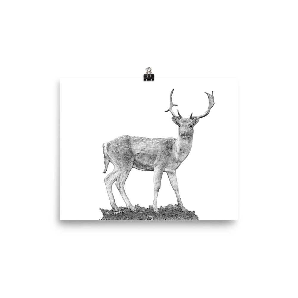 Black and white image of a fallow deer on a white poster.  