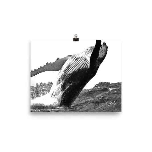 Humpback Whale - Black & White - Art Print